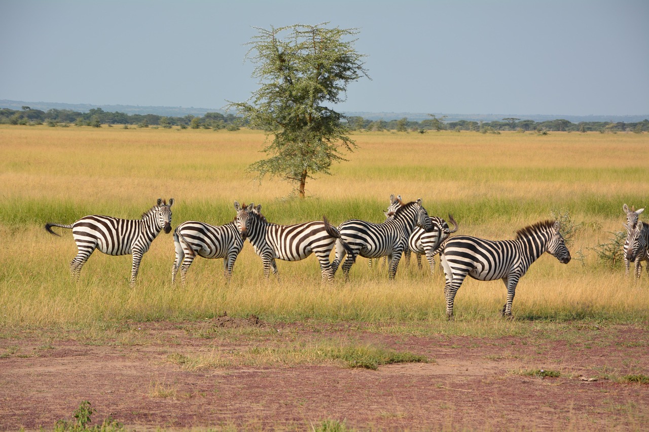 Serengeti Plains
